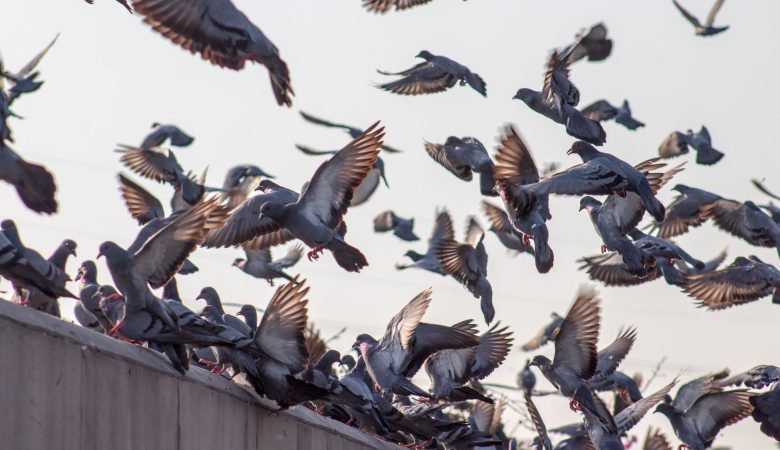 Systèmes anti-pigeons